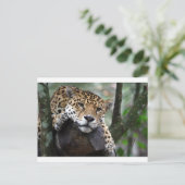 Südamerikanischer Jaguar Postkarte (Stehend Vorderseite)
