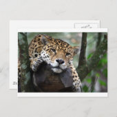 Südamerikanischer Jaguar Postkarte (Vorne/Hinten)