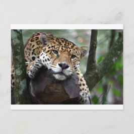 Südamerikanischer Jaguar Postkarte