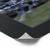 Südamerikanischer Kaiman Poster (Ecke)