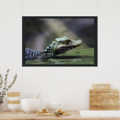 Südamerikanischer Kaiman Poster (Küche)