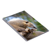 Südamerikanischer Kati in der Zweigstelle Postcard Notizblock (Rechte Seite)