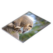 Südamerikanischer Kati in der Zweigstelle Postcard Notizblock (Linke Seite)