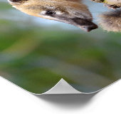 Südamerikanischer Kati in der Zweigstelle Postcard Poster (Ecke)