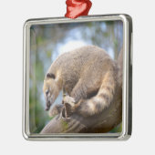 Südamerikanischer Koati auf der Postkarte der Zwei Ornament Aus Metall (Links)