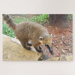 Südamerikanisches Coatimundi-Tier, Argentinien Puzzle
