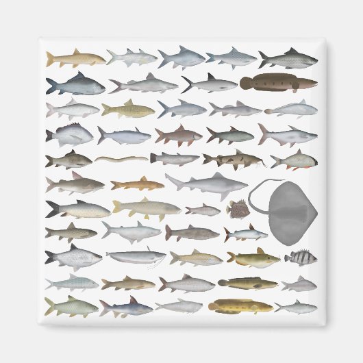 Südasien-Süßwasserfischgruppe Magnet (Vorne)