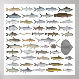 Südasien Süßwasserfischgruppe Poster