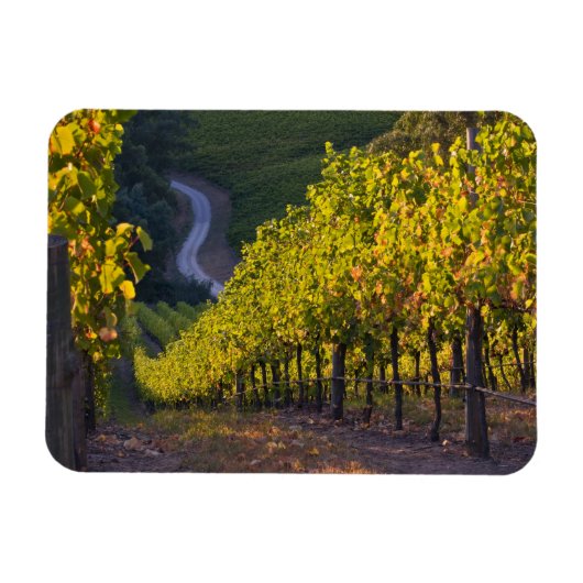 Südaustralien, Adelaide Hills, Summertown. 2 Magnet (Horizontal)