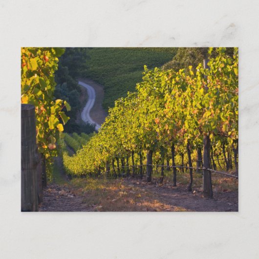 Südaustralien, Adelaide Hills, Summertown. 2 Postkarte (Vorderseite)