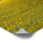 Süddakota Sonnenblumenfarm, painterly Poster (Ecke)