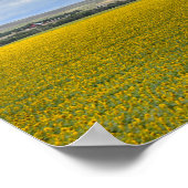 Süddakota Sonnenblumenfarm, painterly Poster (Ecke)