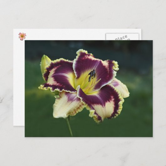 Süddazzle Postkarte (Vorne/Hinten)