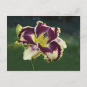 Süddazzle Postkarte (Vorderseite)