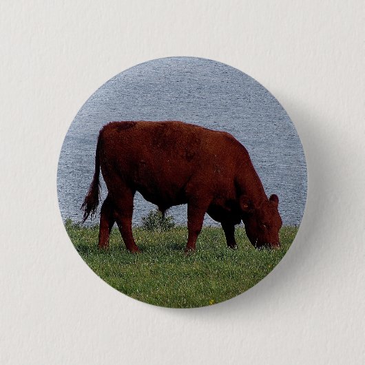 Süddevon-Kuh auf Fernküstenlinie Button (Vorderseite)