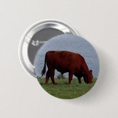 Süddevon-Kuh auf Fernküstenlinie Button (Vorne & Hinten)