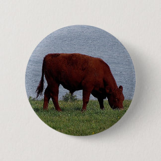 Süddevon-Kuh auf Fernküstenlinie Button