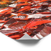 SÜDFLORIDA FOUNTAIN POSTER (Ecke)