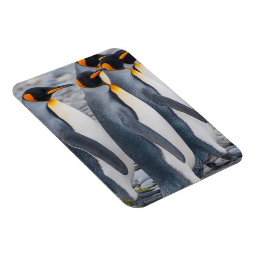 Südgeorgien. Königspinguine Magnet (Rechte Seite)