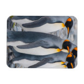 Südgeorgien. Königspinguine Magnet (Horizontal)