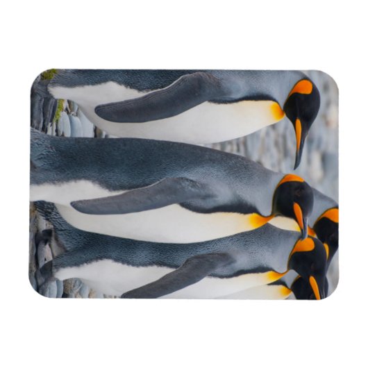 Südgeorgien. Königspinguine Magnet (Horizontal)