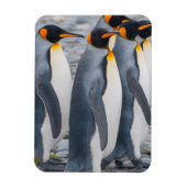 Südgeorgien. Königspinguine Magnet (Vertikal)