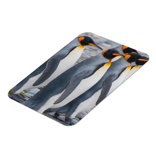 Südgeorgien. Königspinguine Magnet (Linke Seite)