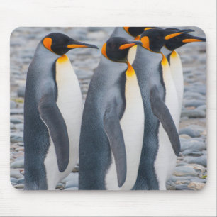 Südgeorgien. Königspinguine Mousepad