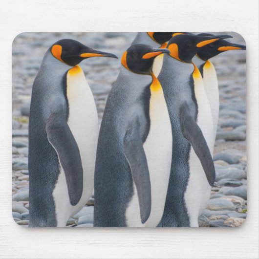 Südgeorgien. Königspinguine Mousepad (Vorne)