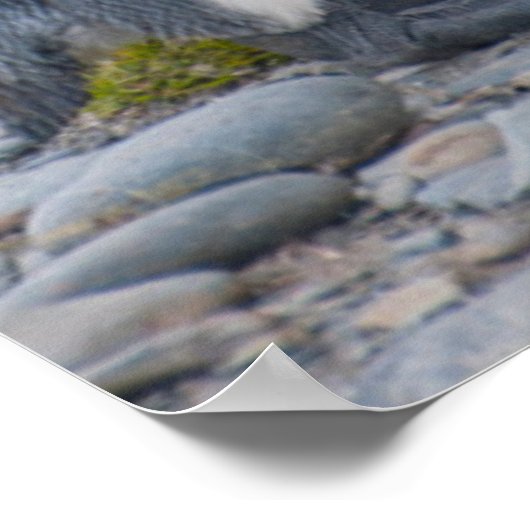 Südgeorgien. Königspinguine Poster (Ecke)