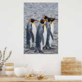 Südgeorgien. Königspinguine Poster (Küche)