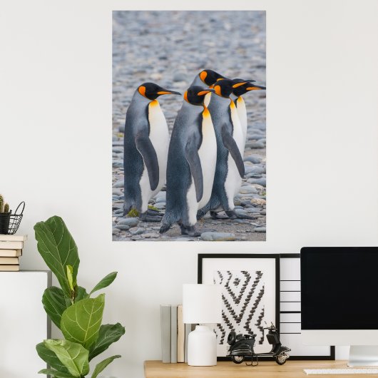 Südgeorgien. Königspinguine Poster (Heimbüro)
