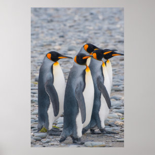 Südgeorgien. Königspinguine Poster