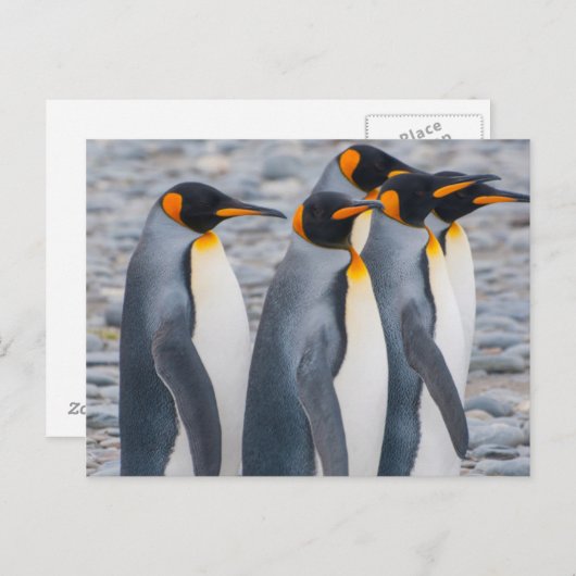 Südgeorgien. Königspinguine Postkarte (Vorne/Hinten)