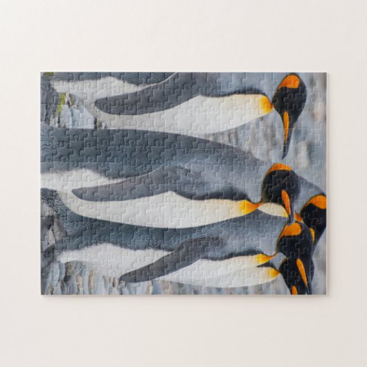 Südgeorgien. Königspinguine Puzzle (Horizontal)