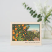 Südkalifornien Orange Grove Vintag Linen Postkarte (Stehend Vorderseite)
