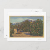 Südkalifornien - Orangenauswahl Postkarte (Vorne/Hinten)