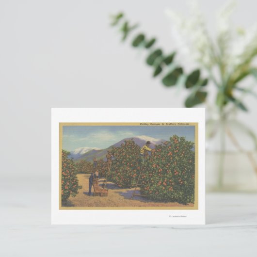 Südkalifornien - Orangenauswahl Postkarte (Stehend Vorderseite)