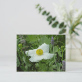 Südkalifornische Mohnpostkarte Postkarte (Stehend Vorderseite)