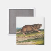 SüdkrautRat, Illustration von Shrew Mole Magnet (Vorderseite/Rückseite)