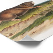 SüdkrautRat, Illustration von Shrew Mole Poster (Ecke)