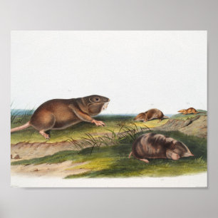 SüdkrautRat, Illustration von Shrew Mole Poster