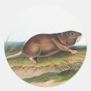 SüdkrautRat, Illustration von Shrew Mole Runder Aufkleber