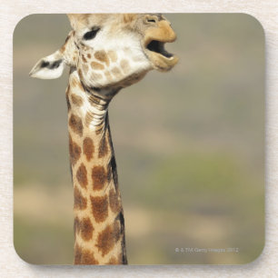 Südliche afrikanische Giraffe (Giraffa Getränkeuntersetzer