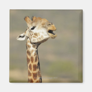 Südliche afrikanische Giraffe (Giraffa Magnet