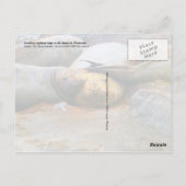 Südliche Elefanten-Siegel, Antarktische Halbinsel Postkarte (Rückseite)