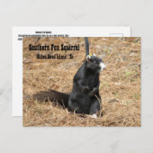 Südliche Fox-Eichhörnchen-Postkarte Postkarte (Vorne/Hinten)