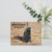 Südliche Fox-Eichhörnchen-Postkarte Postkarte (Stehend Vorderseite)