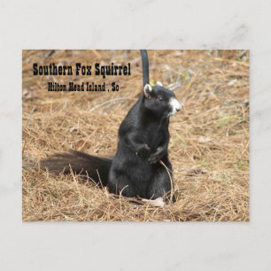 Südliche Fox-Eichhörnchen-Postkarte Postkarte