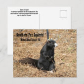 Südliche Fox-Eichhörnchen-Postkarte Postkarte (Vorne/Hinten)